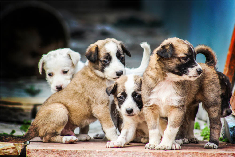 Can A Puppy Go All Night WithoutEating