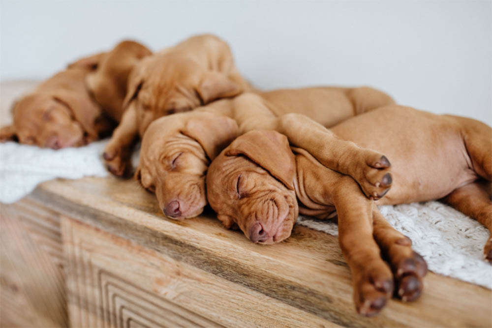 Can A Puppy Go All Night WithoutEating