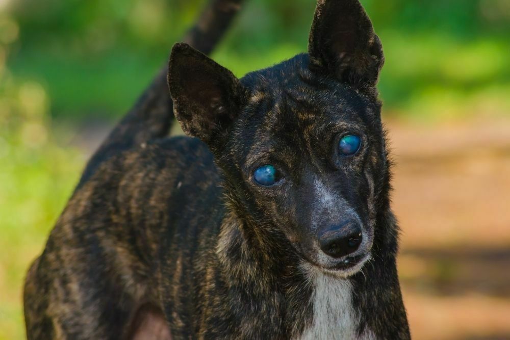 Can Blind Dogs Live a Happy Life?