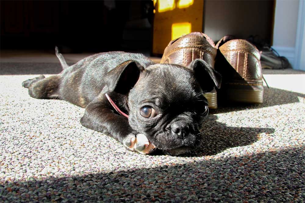 Can Boston Terriers Be Left Alone?