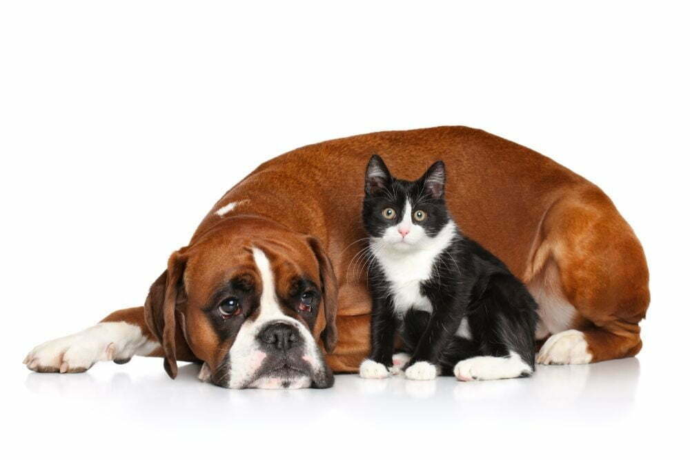 Can Cats Get Parvo From Dogs?