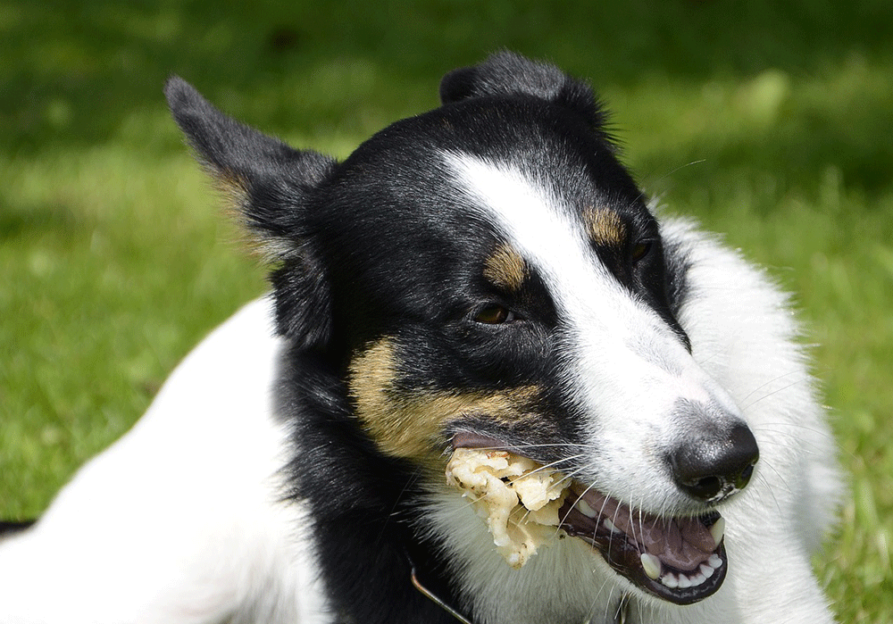 Can Dogs Eat Cauliflower? Rice, Pizza, Leaves, and Cheese – We cover it all!
