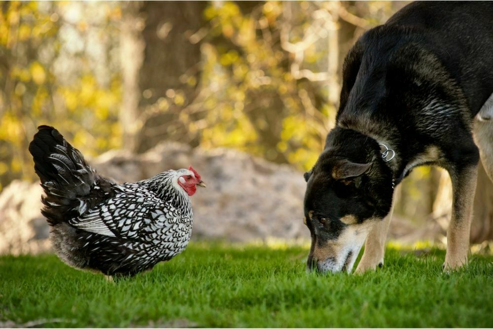 Can Dogs Eat Chicken Poop?