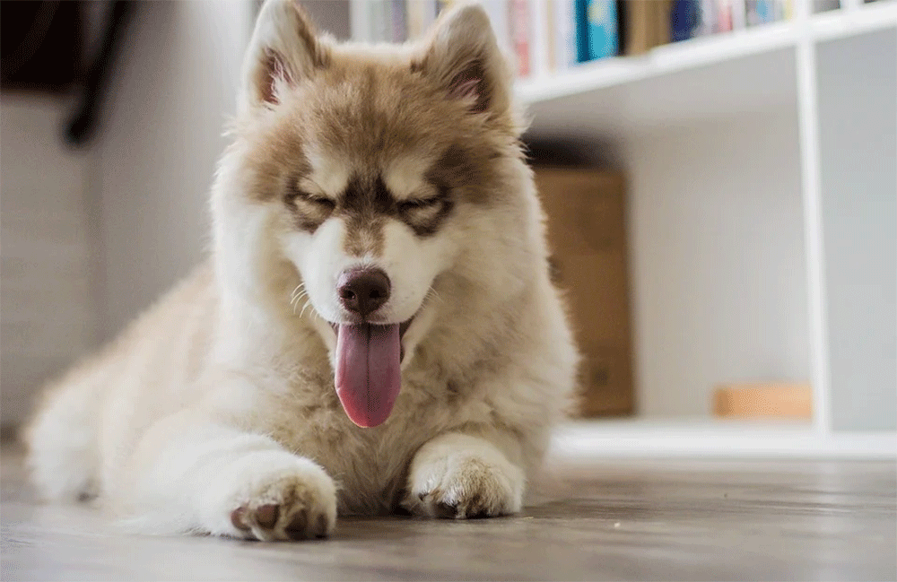 Can Dogs Eat Chicken Skin? Raw, Fried, Cooked is Bad / Safe?
