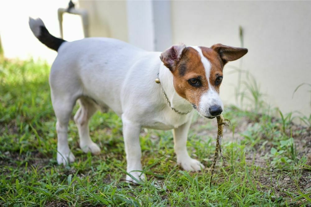 Can Dogs Eat Skinks or Are They Poisonous?