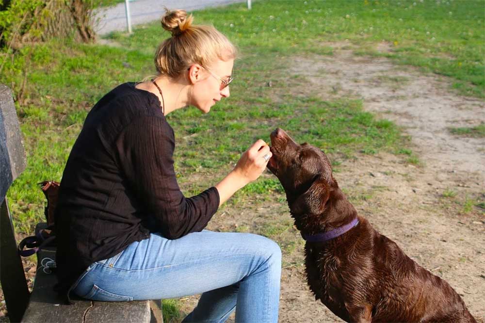 Can Dogs Eat Sunflower Seeds? (+ Butter & Shells Poisonous)