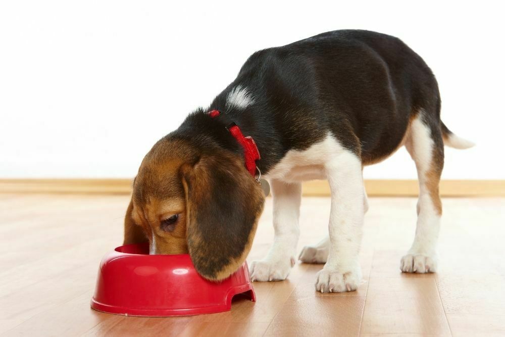 Can Dogs Eat Takis and What Happens If They Do?