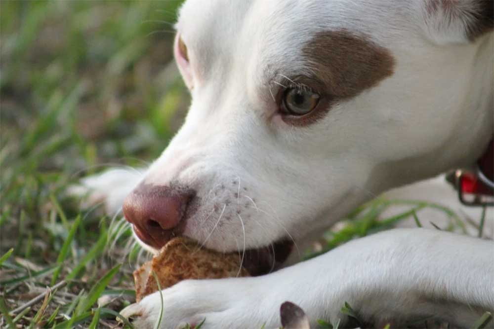 Can Dogs Eat Tamales? The Husk Could Kill + Here’s Why!