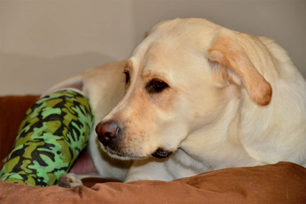 Can Dogs Have Gas Pains