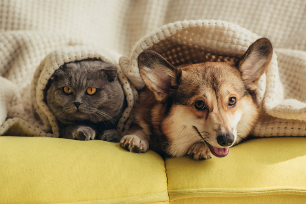 Can Dogs Mate With Cat
