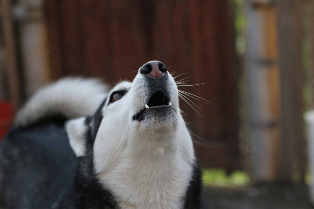 Can Huskies Stay Home Alone?