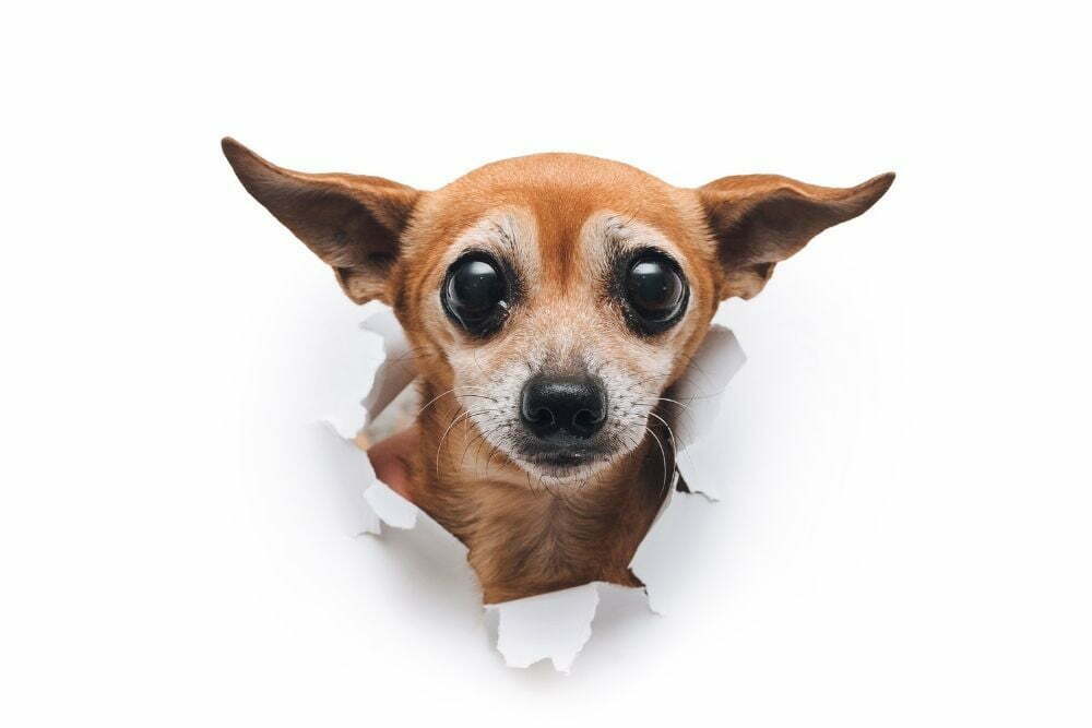 Can I Give My Dog Miralax for Constipation? + How Much is Safe