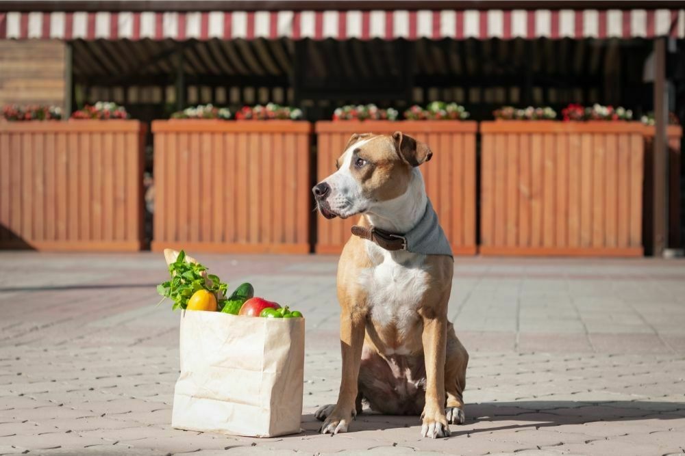 Can I Take My Dog to Target?