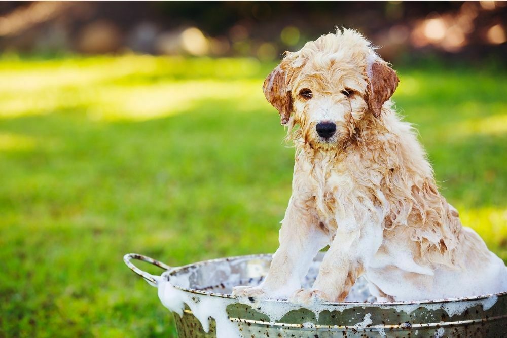 Can I Wash My Dog with Dawn Dish Detergent?