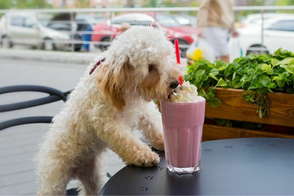 Can Maltipoo Eat Human Food?