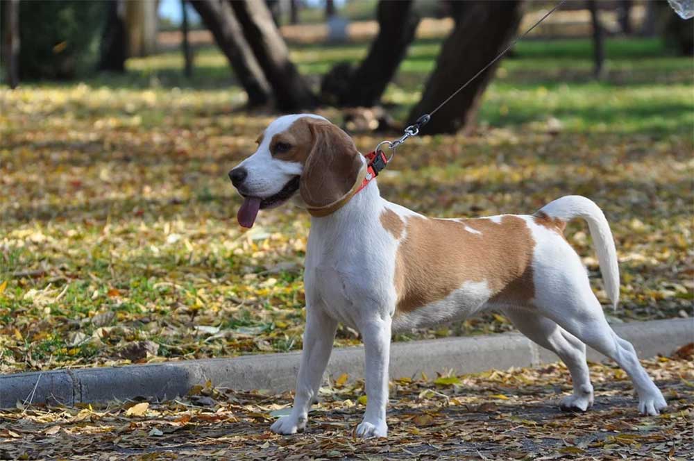 Can You Let A Beagle Off The Lead?