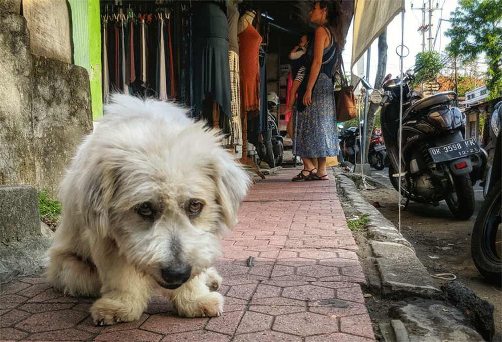 Can You Take Dogs into Walmart? The Pet Policy!