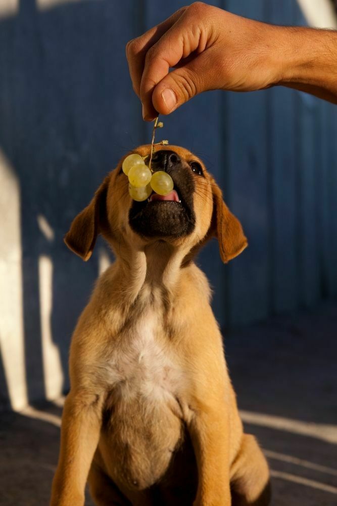 Can A Single Grape Kill A Dog
