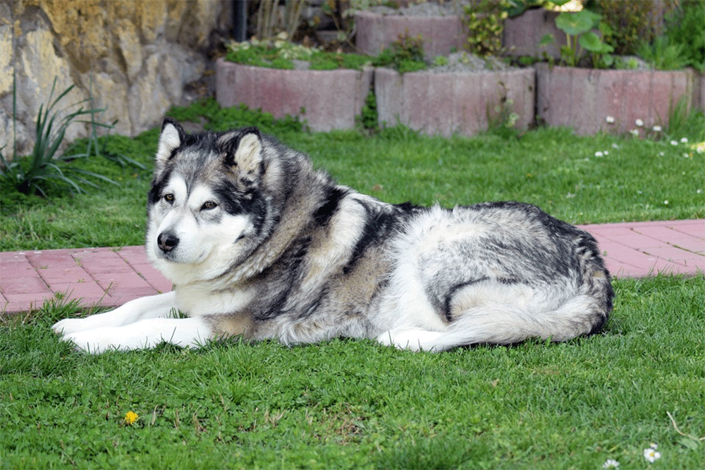 Can an Alaskan Malamute Kill A Wolf?