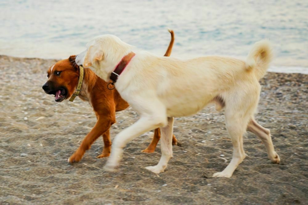 Can Dogs Get Jealous?