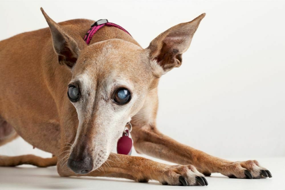 Can Dogs Go Blind Quickly?