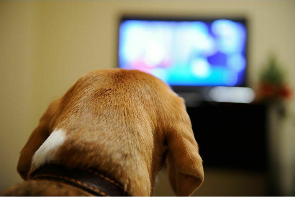 Can Dogs See TV?