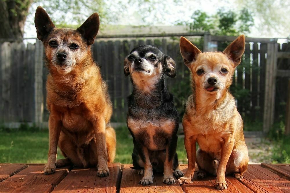Can Dogs See Colors or Just Black and White?
