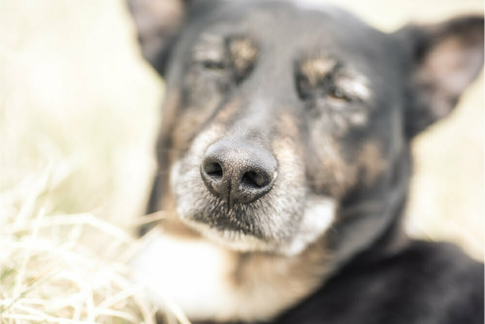 Can dogs sense death