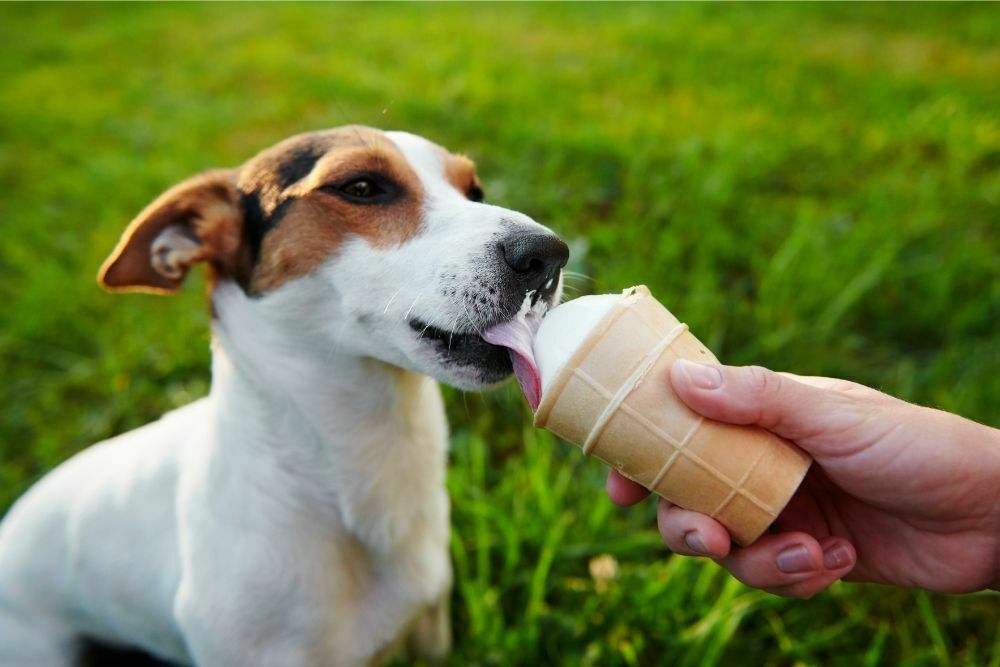Can My Dog Eat Vanilla Ice Cream?