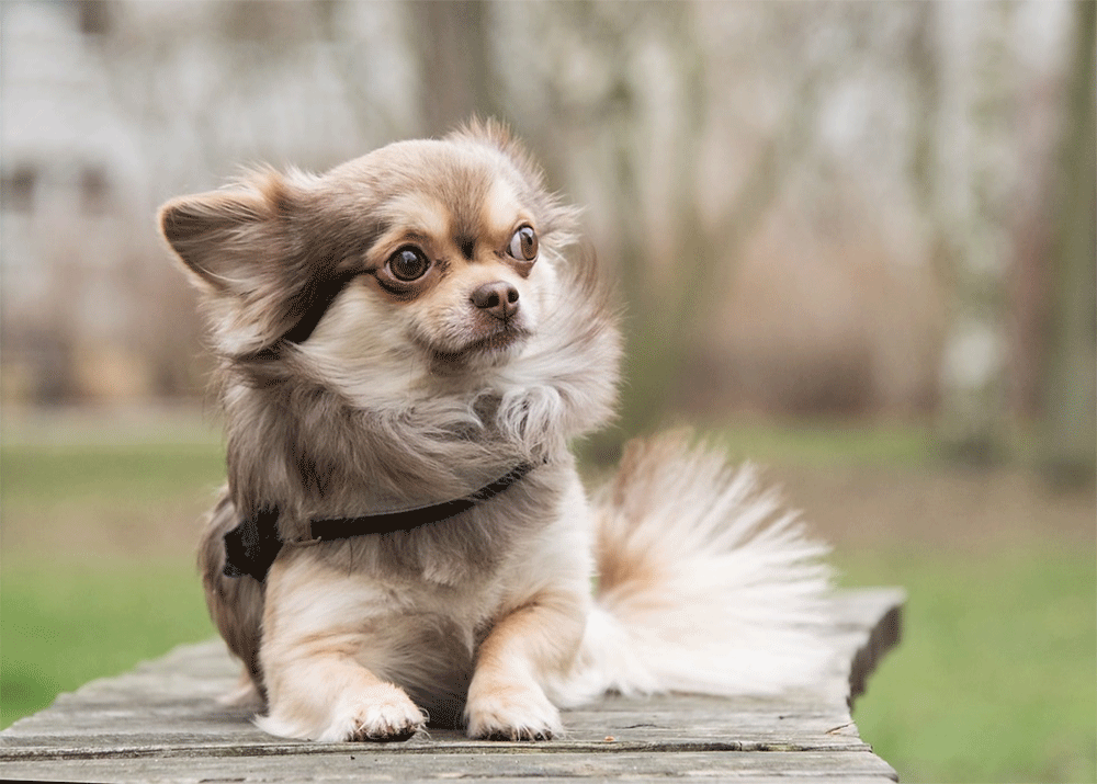 Chihuahua Bites: PSI Bite Force and Fatality Statistics