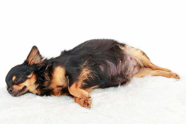 Chihuahua Pregnancy How many days and months are they pregnant for