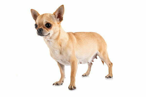 Chihuahua Pregnancy