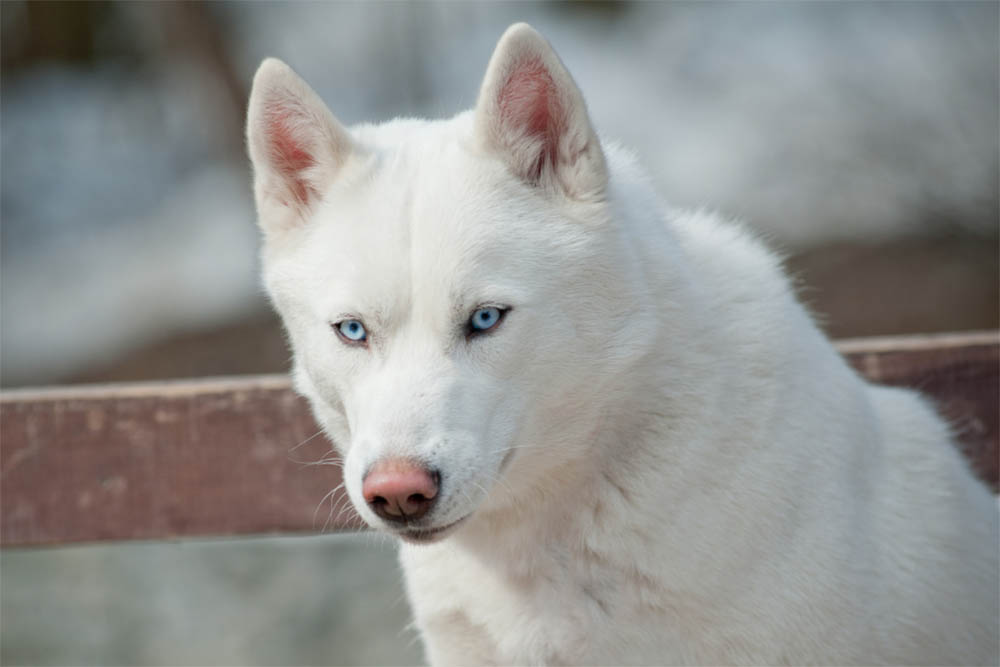 Do All White Huskies Have Blue Eyes