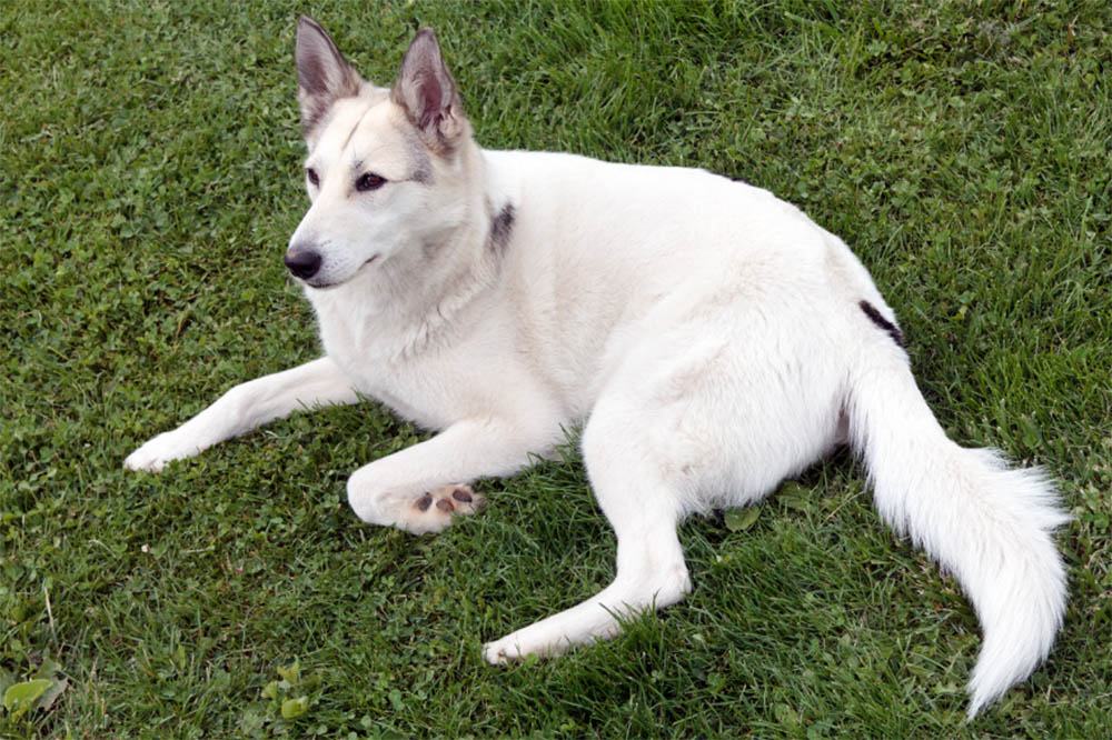 Do All WhiteHuskies Have BlueEyes