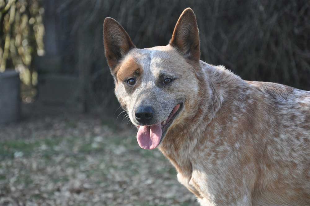 Do Australian Cattle Dogs Have Health Problems?