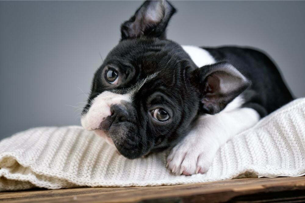Do Boston Terriers Have Sensitive Stomachs?