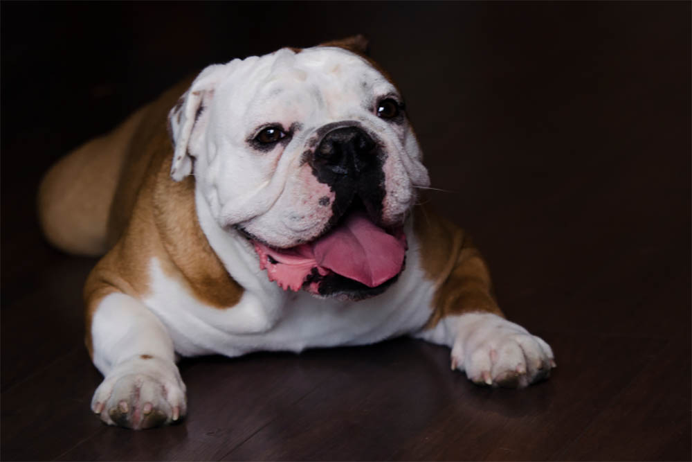 Do Bulldogs Have Gas Problem