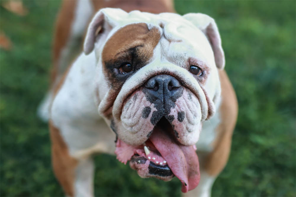 Do Bulldogs Have Gas Problems