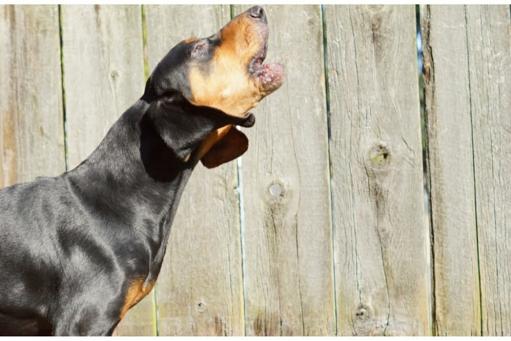 Do Coonhounds Bark