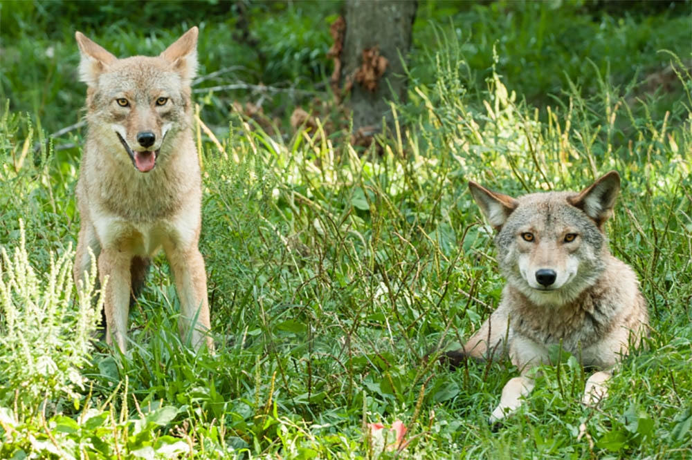 Do Coyotes Mate With Dogs