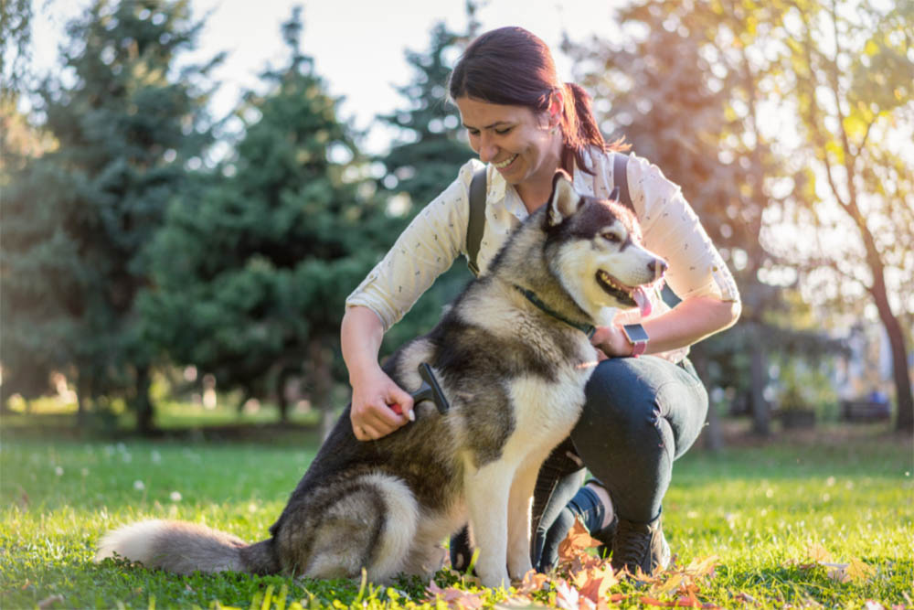 Do Huskies Love Their Owners