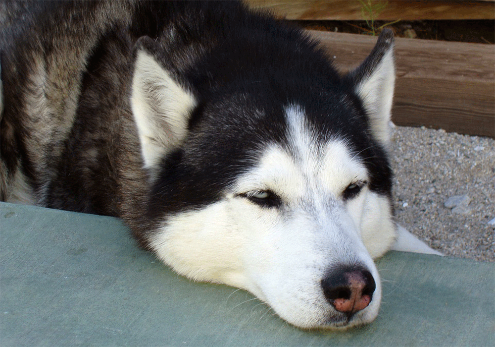 Do Huskies Like To Sleep With Their Owners?