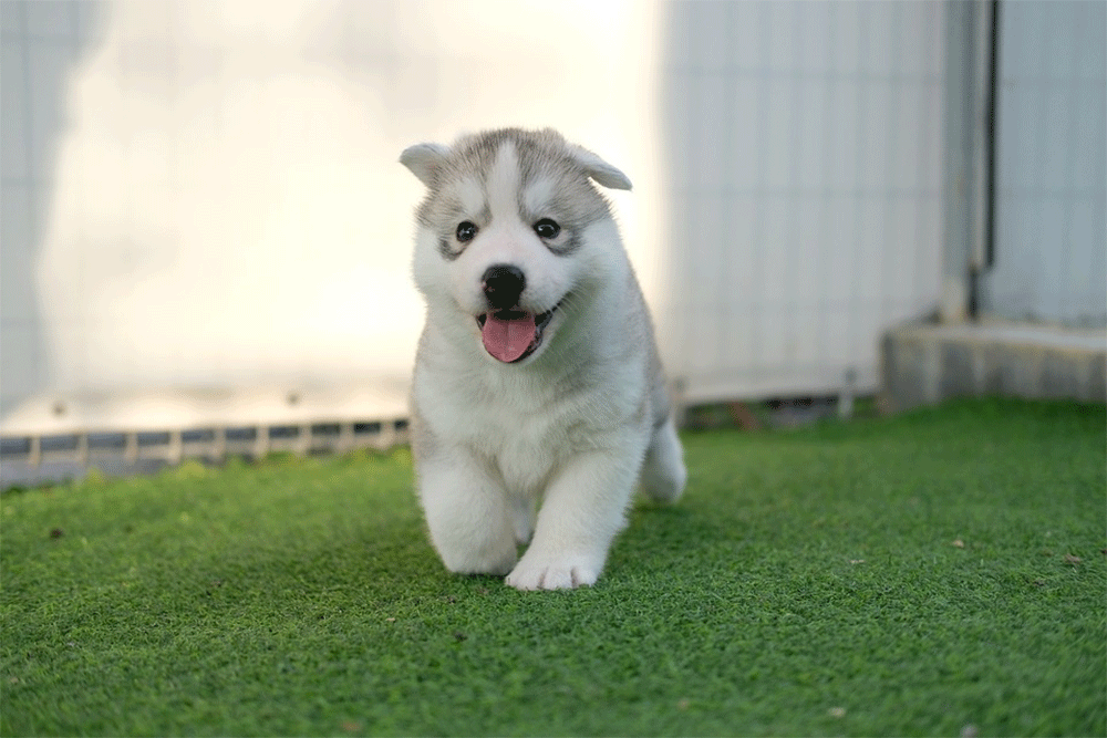 Do Husky Puppies Bark A Lot?