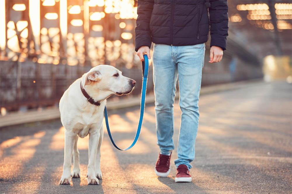 Do I need to walk my dog every day