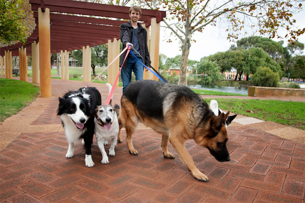 Do I need to walk my dog everyday