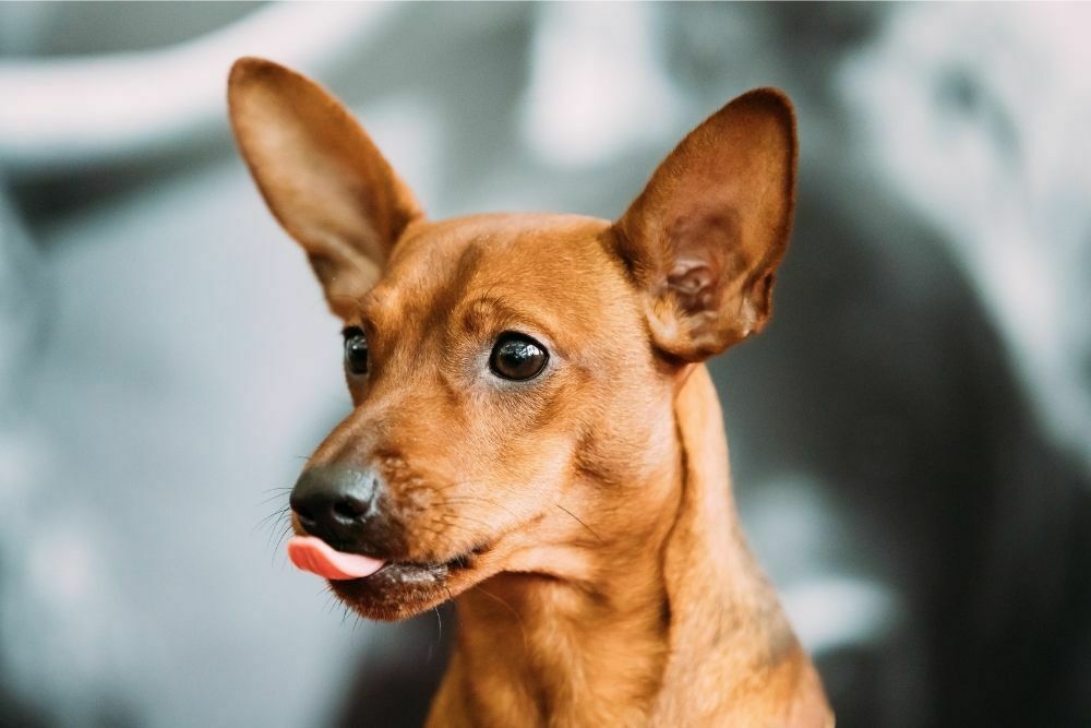 Do Min Pin Ears Stand Up Naturally?