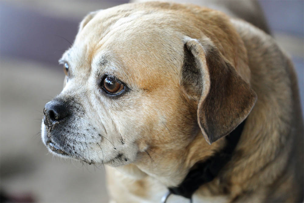 Do Puggles have health problems