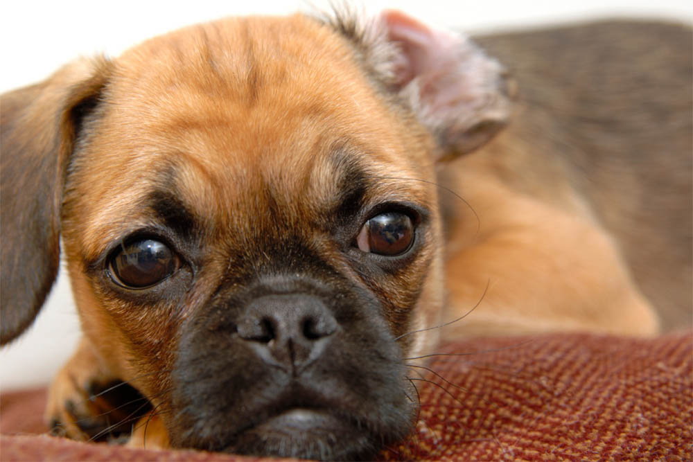 Do Puggles have health problems