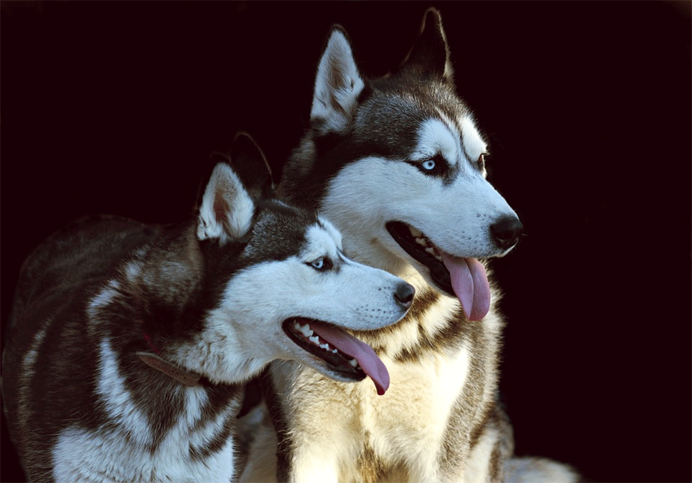 Do Siberian Huskies Talk?