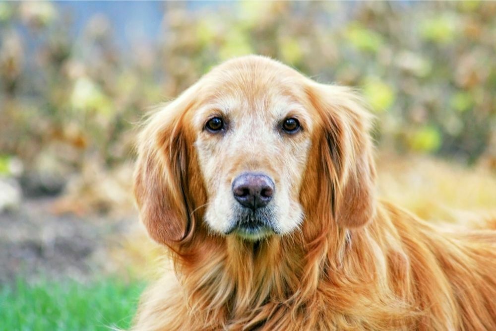 Do Spayed Dogs Still Bleed & Get Periods?